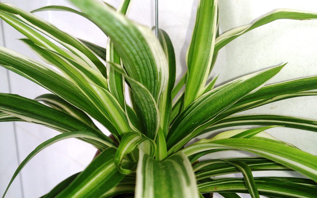 indoor air quality in your home