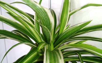 3 Ways to Improve Indoor Air Quality In Your Home